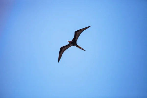 Mannelijke prachtige frigatebird Fregata vergroot vogel in vlucht — Stockfoto