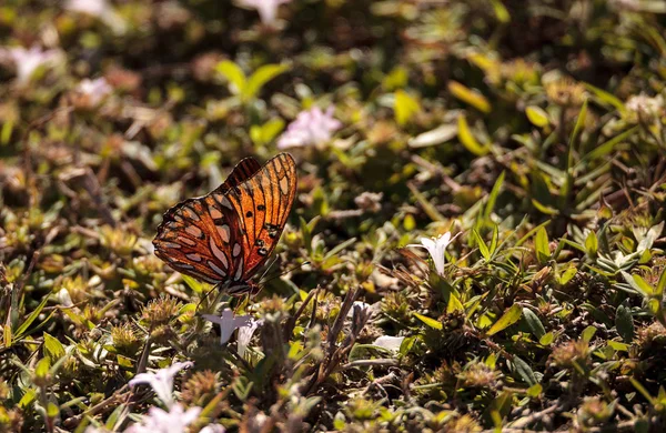 Mariposa fritillaria del Golfo Agraulis vanillae Linnaeus — Foto de Stock
