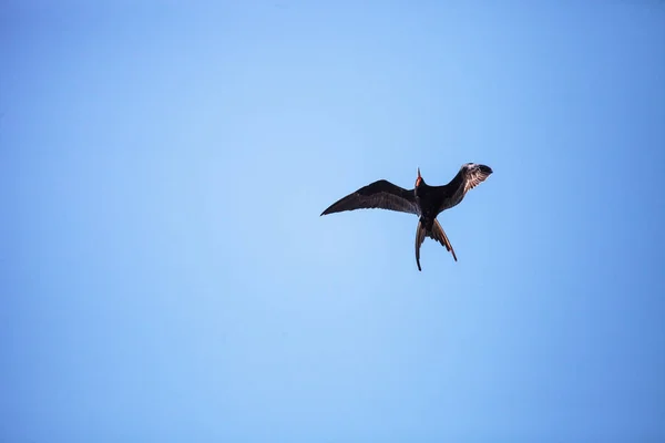 Mannelijke prachtige frigatebird Fregata vergroot vogel in vlucht — Stockfoto