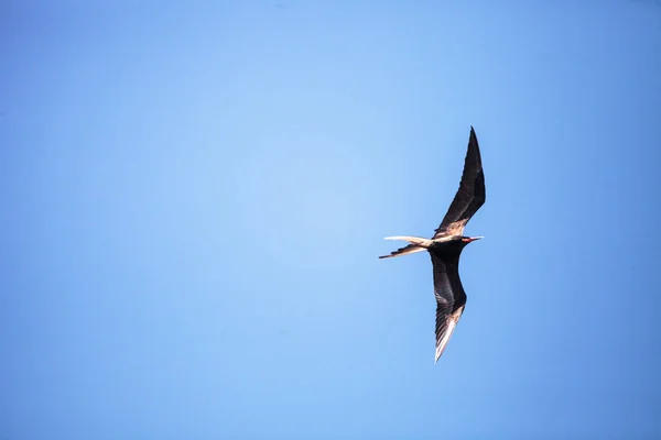 男性壮大なfrigatebird Fregata壮大な鳥で飛行中 — ストック写真