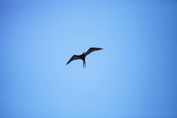 Mannelijke prachtige frigatebird Fregata vergroot vogel in vlucht — Stockfoto