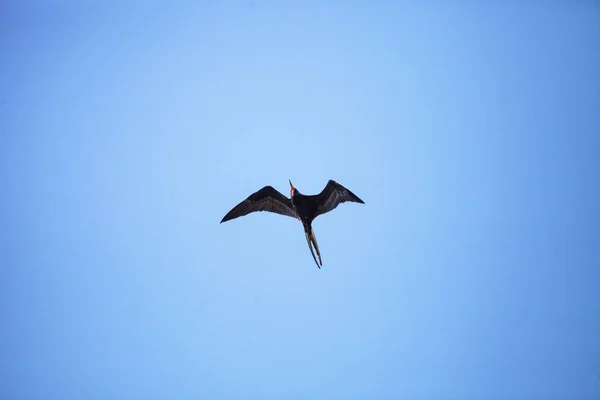 Mannelijke prachtige frigatebird Fregata vergroot vogel in vlucht — Stockfoto