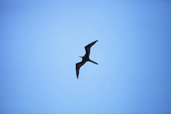 Male magnificent frigatebird Fregata magnificens bird in flight — Stock Photo, Image