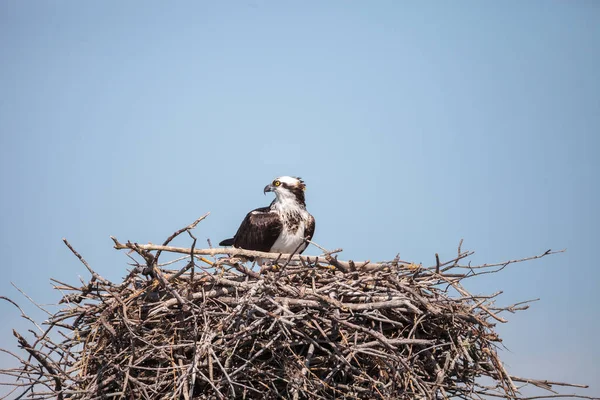Samice osprey Pandion haliaetus sedí na hnízdě — Stock fotografie