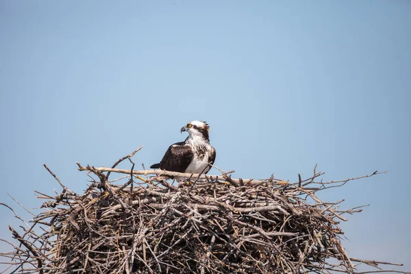 Rödspätta Pandion haliaetus abborrar på ett bo — Stockfoto