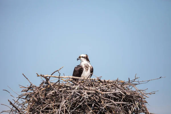 Fischadlerweibchen Pandion haliaetus hockt auf einem Nest — Stockfoto