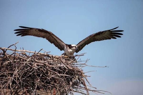 Rödspätta Pandion haliaetus abborrar på ett bo — Stockfoto