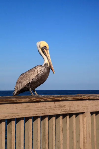 Brown Pelican Pelecanus occidentalis nákup na straně — Stock fotografie