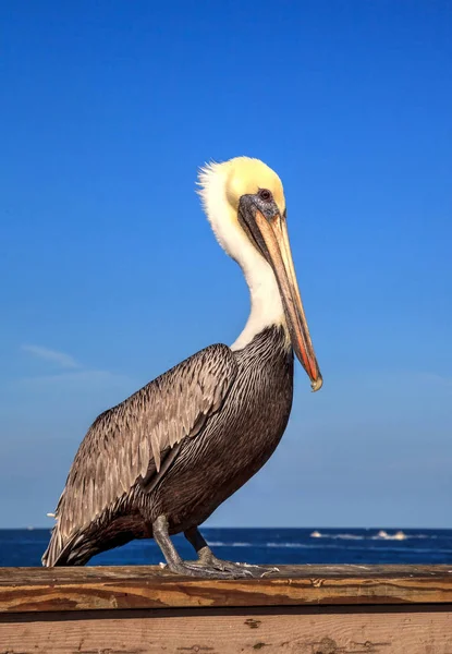 Pelícano marrón Pelecanus occidentalis compra en el lado de la —  Fotos de Stock