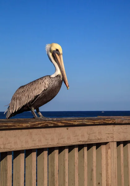 Brown Pelican Pelecanus occidentalis purchase on the side of the — Stock Photo, Image