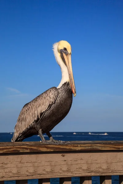 Brown Pelican Pelecanus occidentalis purchase on the side of the — 스톡 사진