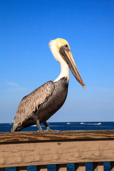Brown Pelican Pelecanus occidentalis purchase on the side of the — Stock Photo, Image