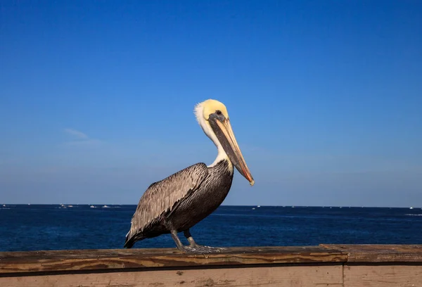 Brown Pelican Pelecanus occidentalis acquisto sul lato del — Foto Stock