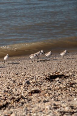 Siyah karınlı pulluk kümesi Pluvialis squatarola kuşları
