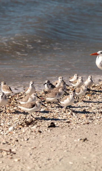 Aglomerado de plovers barriga negra Pluvialis squatarola aves — Fotografia de Stock