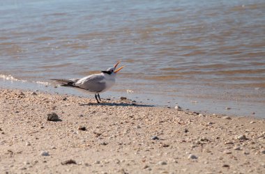 Yuvalayan kraliyet feneri Thalasseus maximus