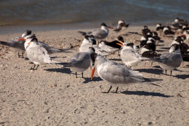 Yuvalayan kraliyet feneri Thalasseus maximus