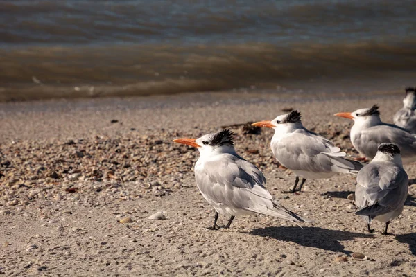 Ninho real tern Thalasseus maximus — Fotografia de Stock