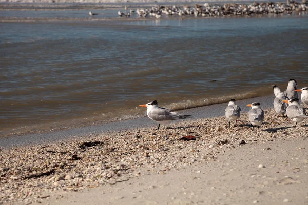 Nesting royal tern Thalasseus maximus — Stock Photo, Image