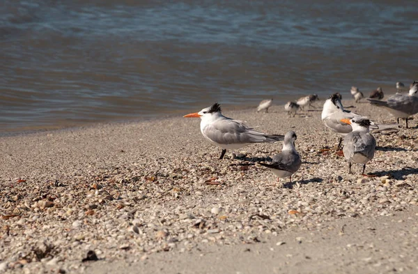 Ninho real tern Thalasseus maximus — Fotografia de Stock