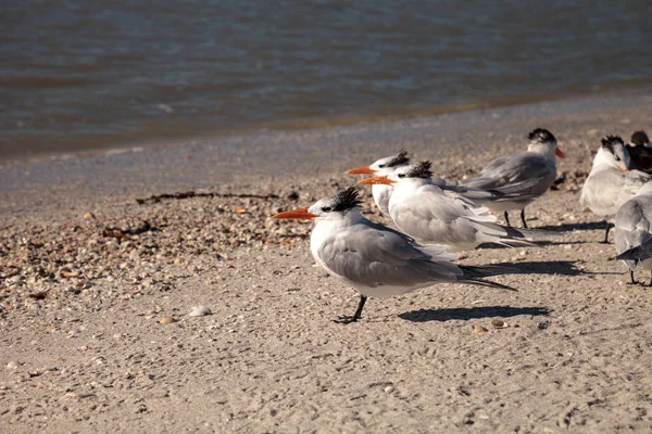 Ninho real tern Thalasseus maximus — Fotografia de Stock