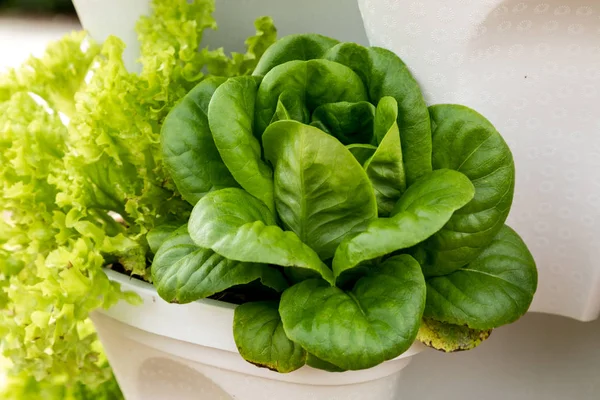 Butter lettuce Lactuca sativa growing in a garden