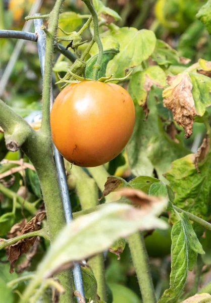 Tomate heredero creciendo en un jardín —  Fotos de Stock