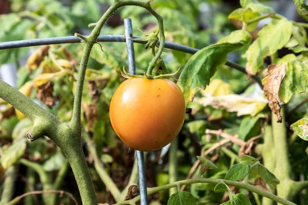 Tomate heredero creciendo en un jardín —  Fotos de Stock