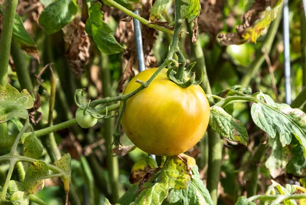 Heirloom tomato growing in a garden