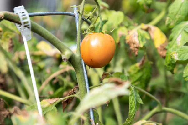 Tomate heredero creciendo en un jardín —  Fotos de Stock