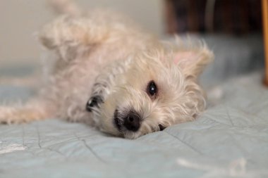 Uyuyan Beyaz Batı İskoçya teriyer köpeği