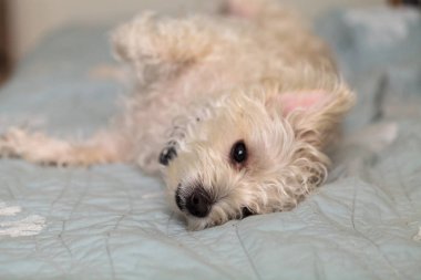 Uyuyan Beyaz Batı İskoçya teriyer köpeği