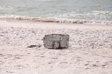 Yengeç ve ıstakoz kapanı, Kaplan 'ın beyaz kumsalında karaya vurdu.