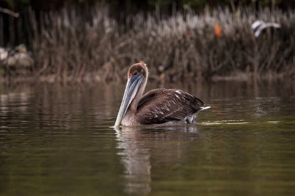 Schwimmender weiblicher brauner Pelikan pelecanus occidentalis — Stockfoto