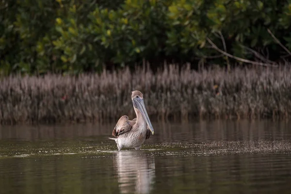 Pélican brun femelle flottant Pelecanus occidentalis — Photo