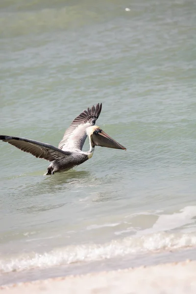 飛んで茶色のペリカンペリカヌスocidentalis — ストック写真