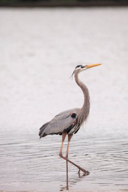 Büyük mavi balıkçıl Ardea Herodias