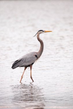 Büyük mavi balıkçıl Ardea Herodias