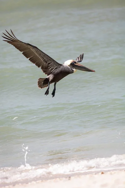 Летящий коричневый пеликан Pelecanus occidentalis — стоковое фото