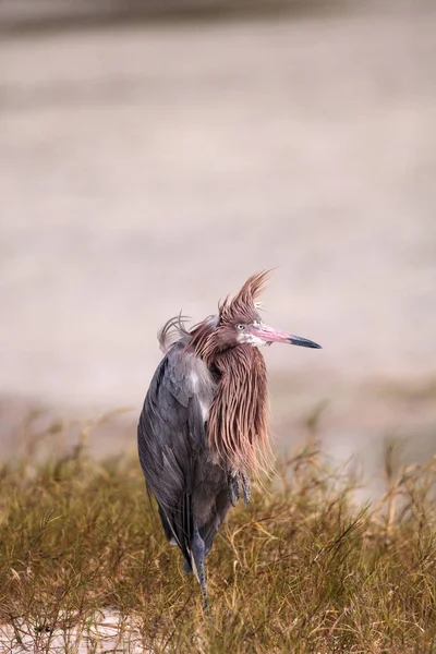 Vtipné načervenalé egret brodící pták Egretta rufescens mající špatné h — Stock fotografie