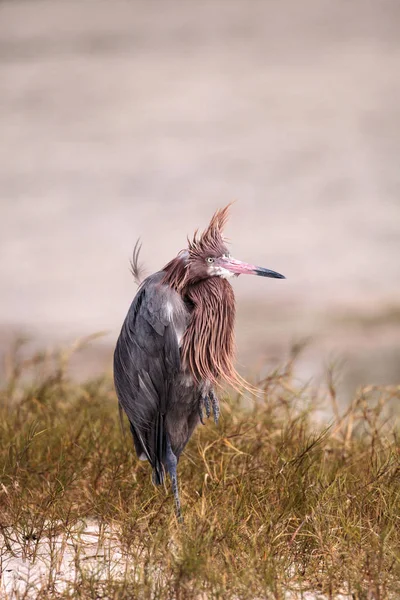 Funny reddish egret wading bird Egretta rufescens having a bad h — 스톡 사진