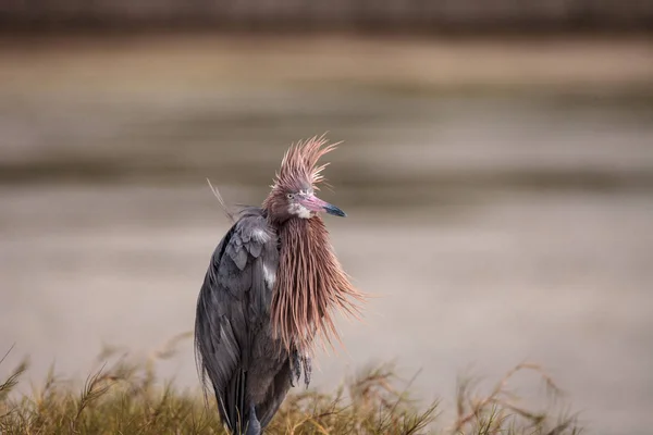 Divertente garzetta rossastra guadare uccello Egretta rufescens avendo una brutta h — Foto Stock