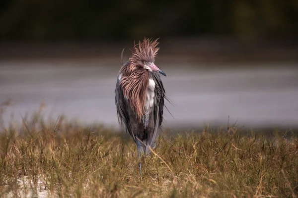 Divertido pájaro zancudo rojizo Egretta rufescens tener una mala h — Foto de Stock