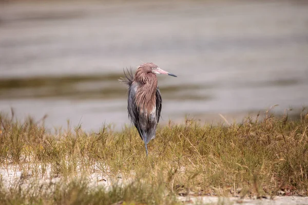 Ryšavý brodící se pták Egretta rufescens — Stock fotografie