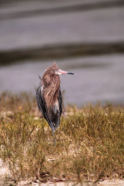 Ryšavý brodící se pták Egretta rufescens — Stock fotografie