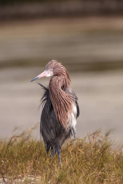 Ryšavý brodící se pták Egretta rufescens — Stock fotografie