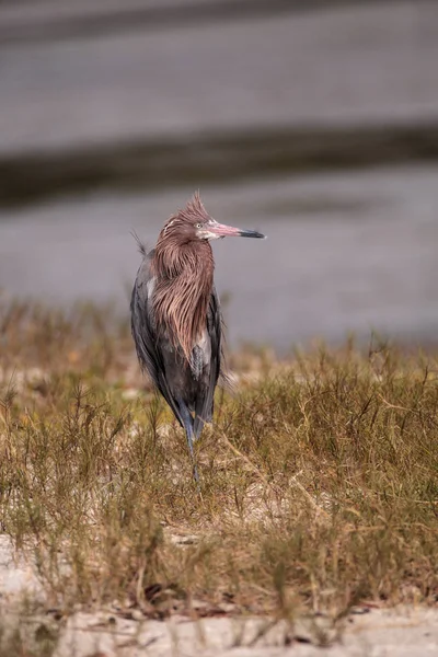Ryšavý brodící se pták Egretta rufescens — Stock fotografie