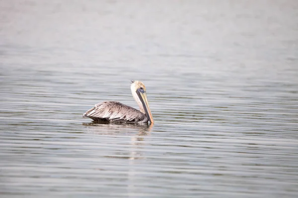 Schwimmender Pelikan pelecanus occidentalis — Stockfoto