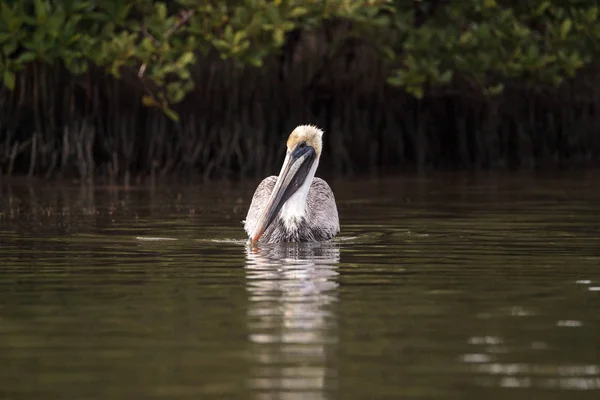 Schwimmender Pelikan pelecanus occidentalis — Stockfoto