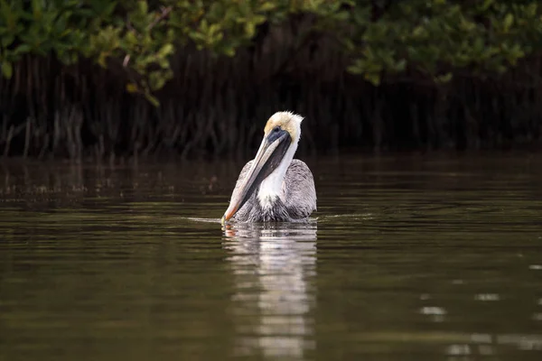 Plavání samec hnědý pelican Pelecanus occidentalis — Stock fotografie